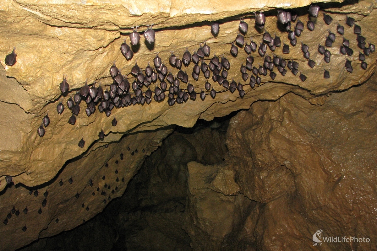 hniezdo upírov (Michal Žec)