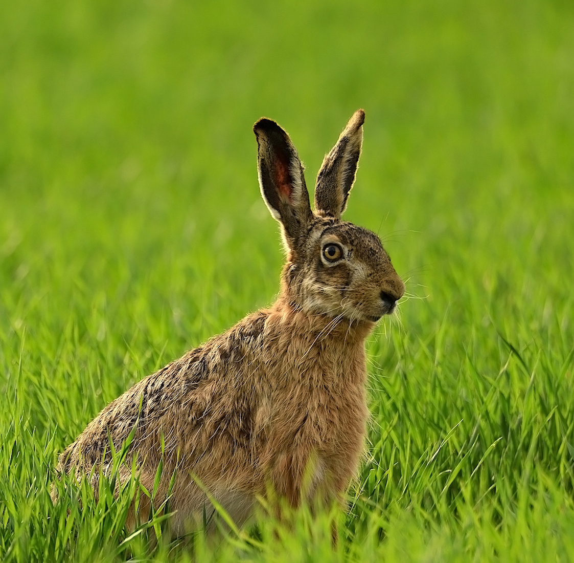 Veľkonočný zajko... (Vladimír Sabo)