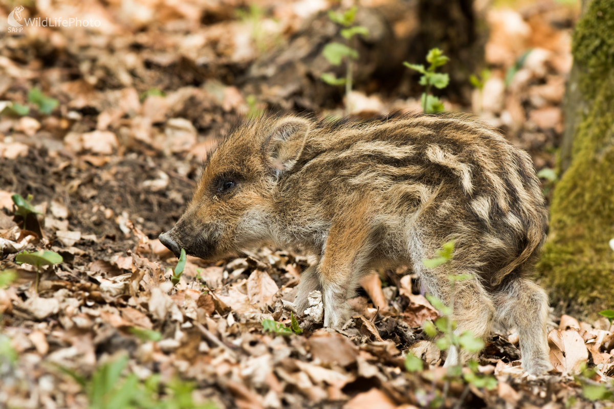 Zatúlaný (Martin Vondra)