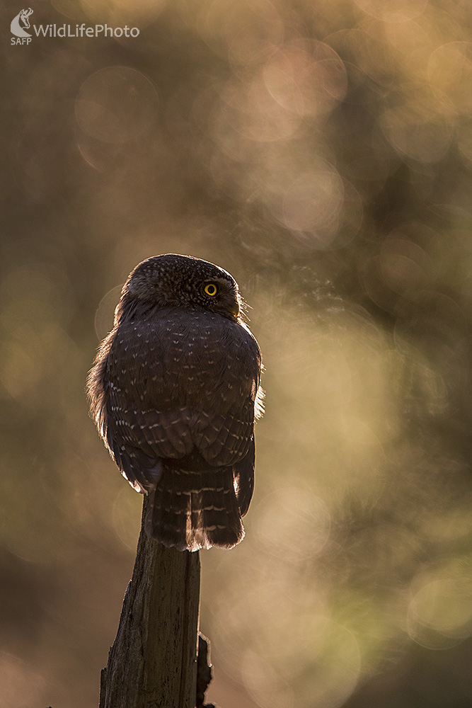 Sovička (Ivan Godál)