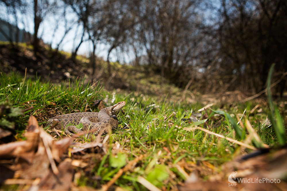 Vretenica severná(Vipera berus) - samica (Michal Lučanský)