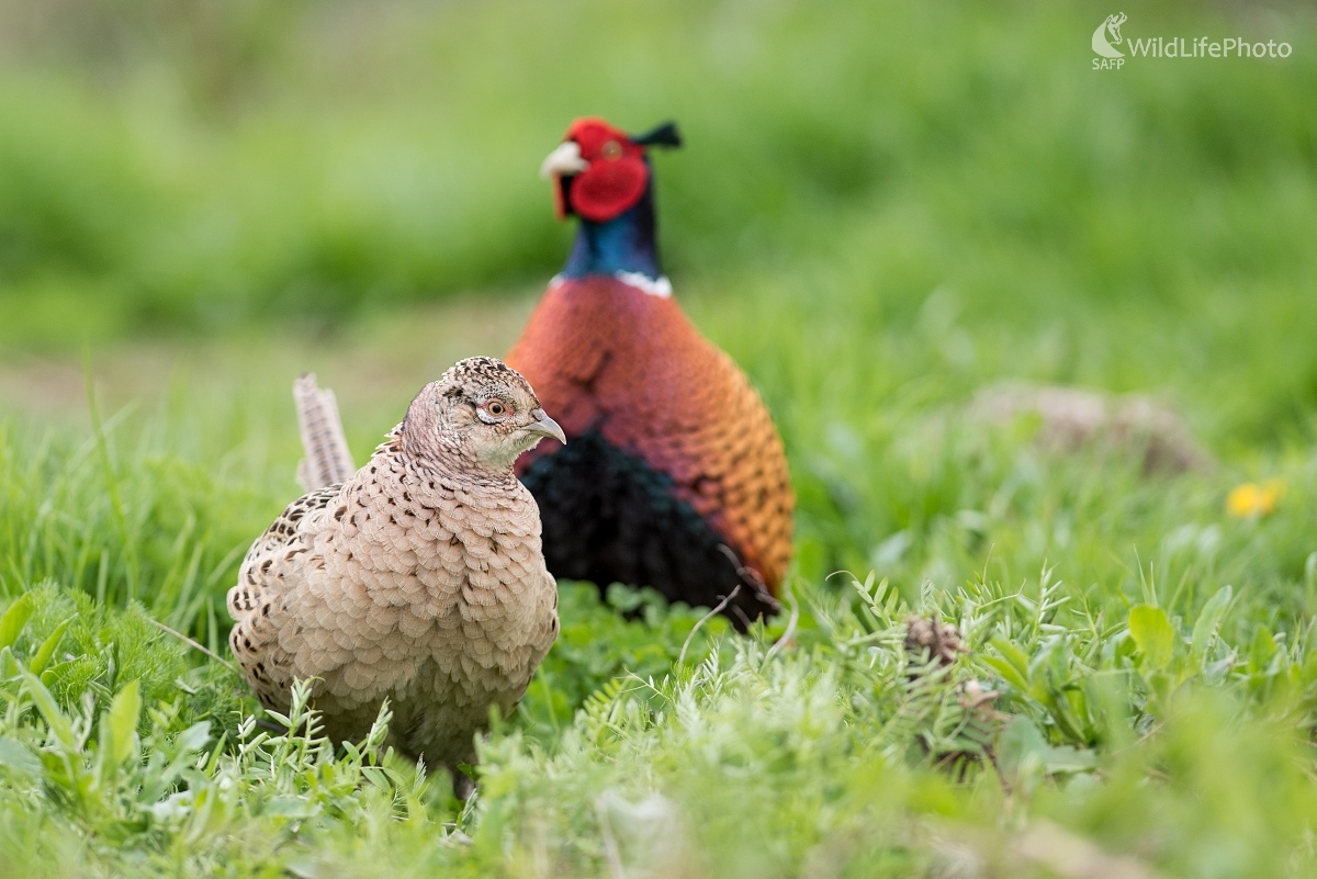 Pani bažantica (Ľubomír Ondráško)