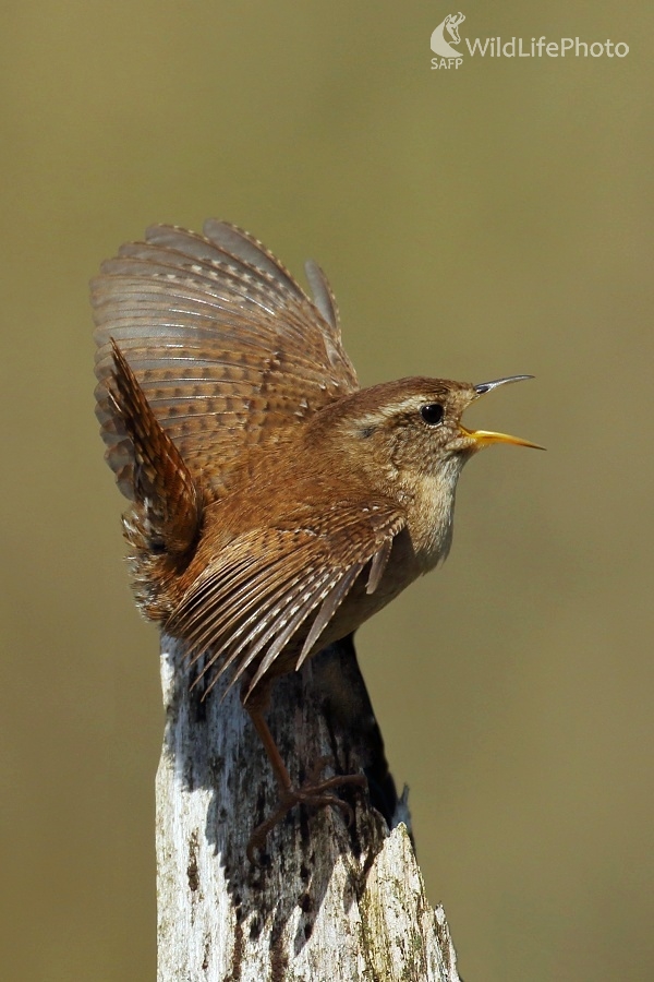 Roztúžený oriešok (Vladimír Michalec)