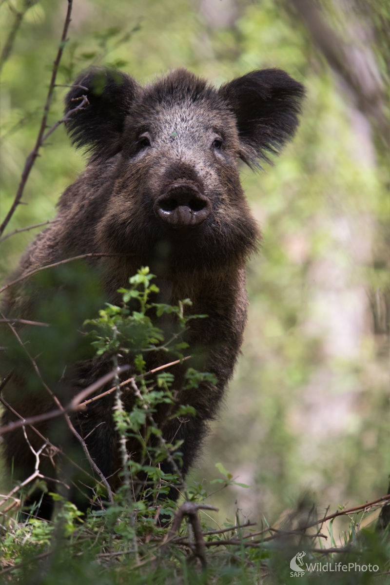 Diviačica (Erik Vondra)