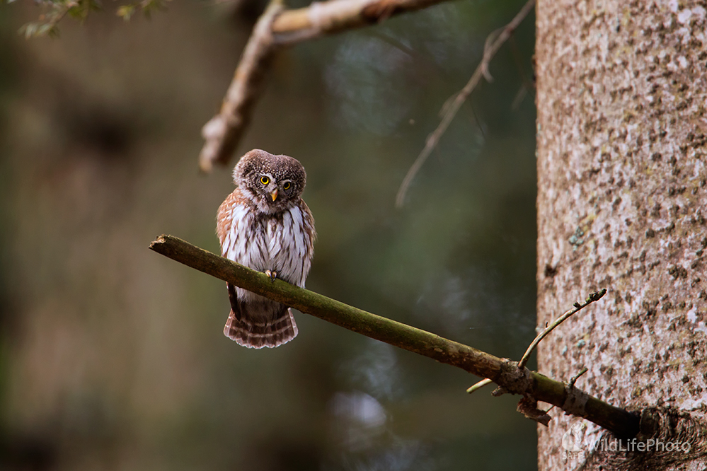 Duch lesa (Michal Lučanský)