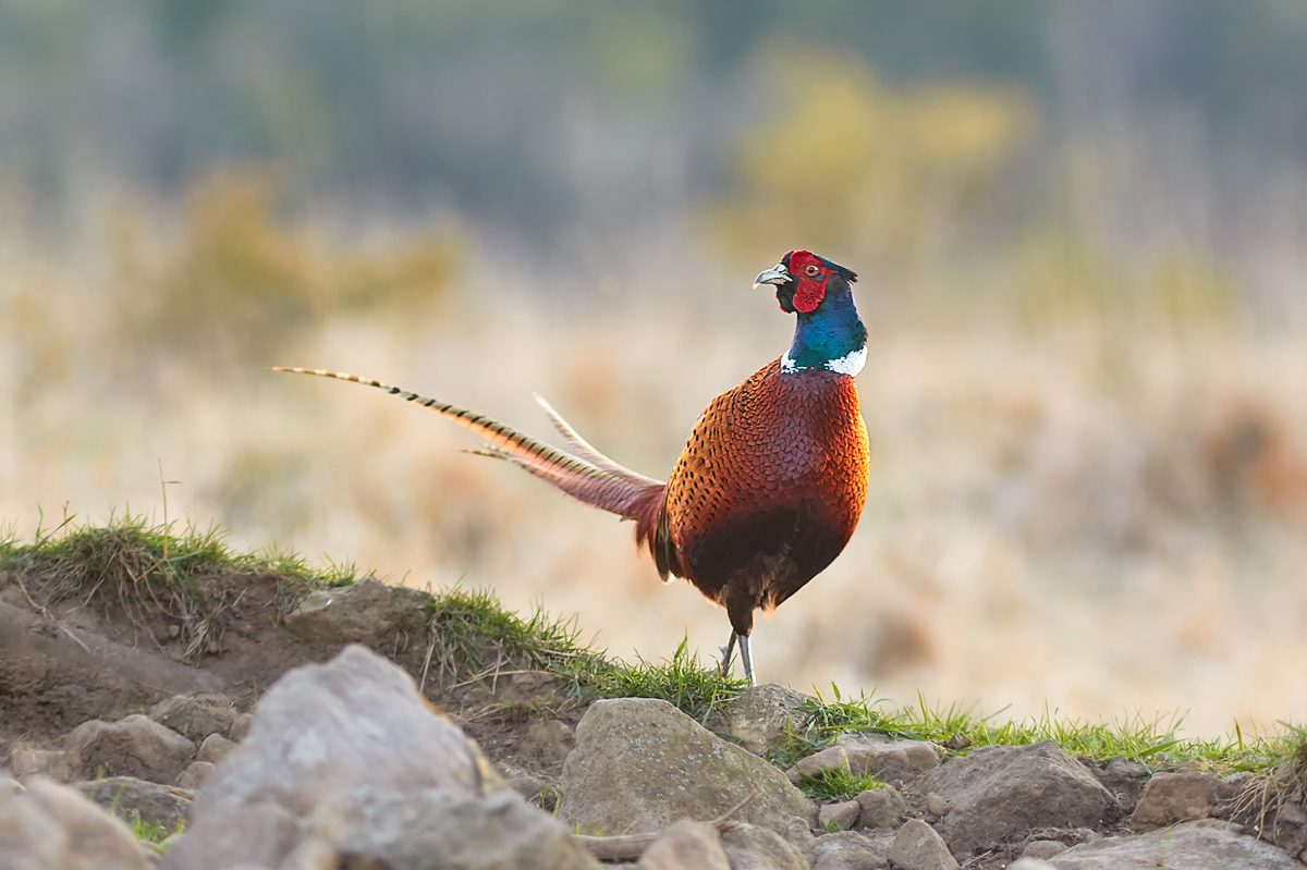 Kohút (Ivan Teplan)