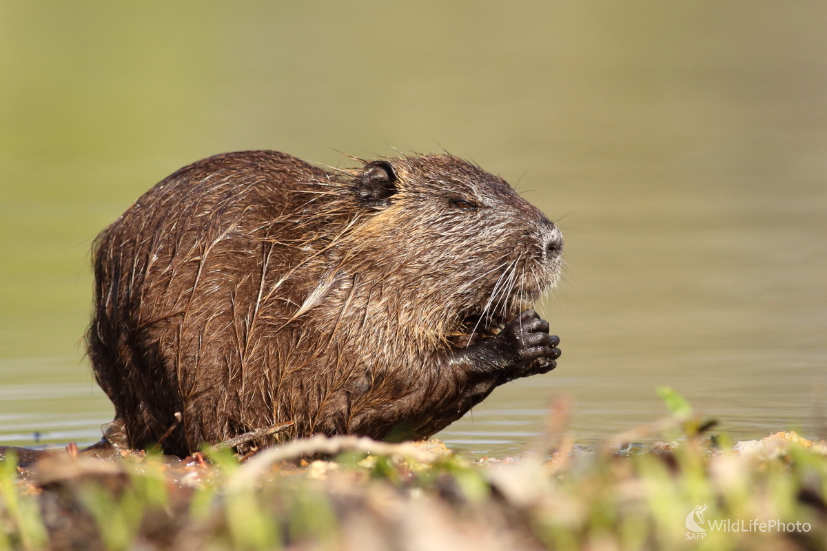 Ranná modlitba (Jaroslav Šubjak)