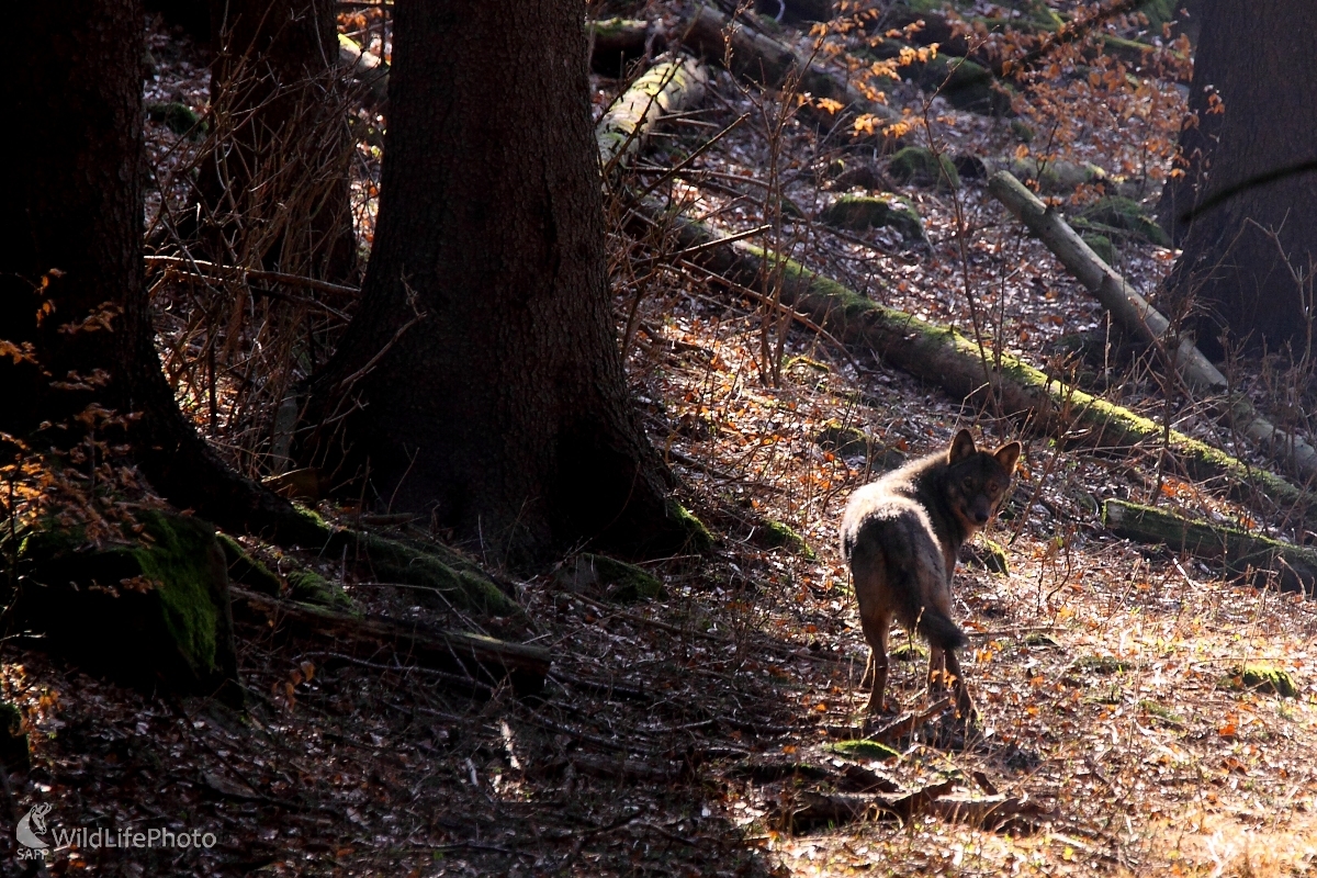V tieni lesa (Vladimír Vician)