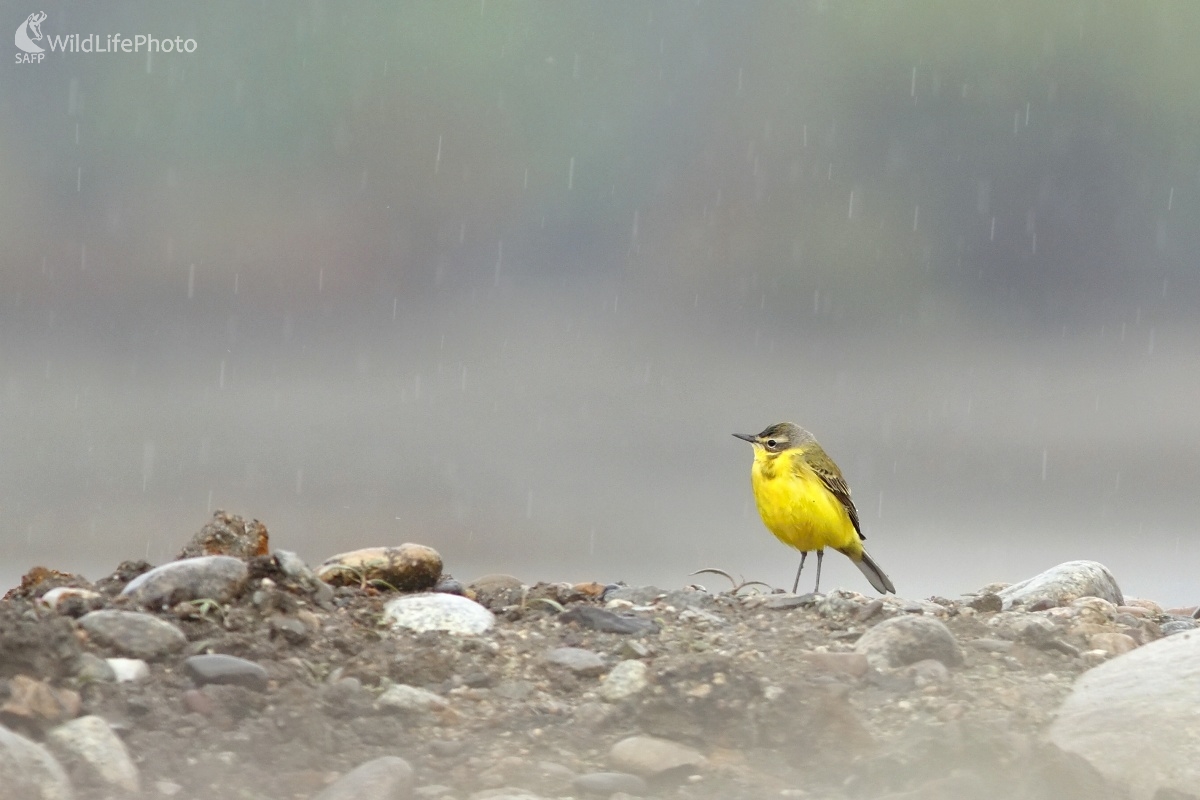 V daždi (trasochvost žltý) (Vladimír Michalec)