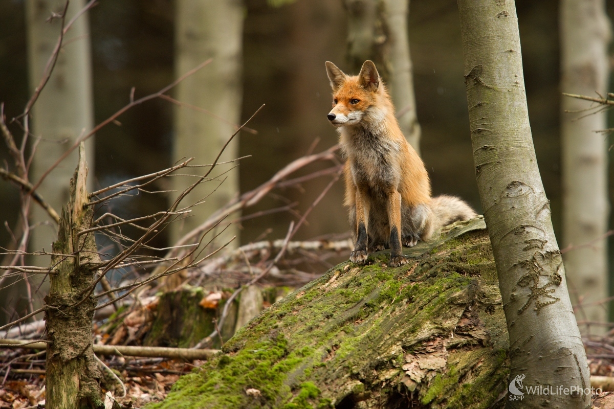 Na pozorovateľni (František Hromada)