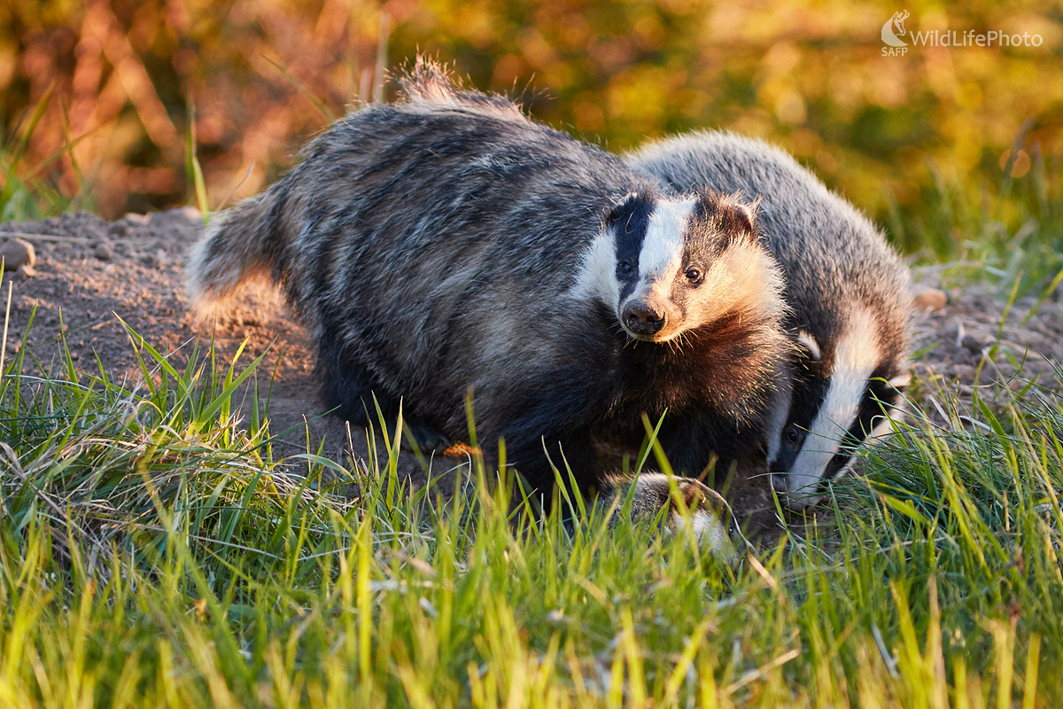 Jazvece (Ivan Teplan)