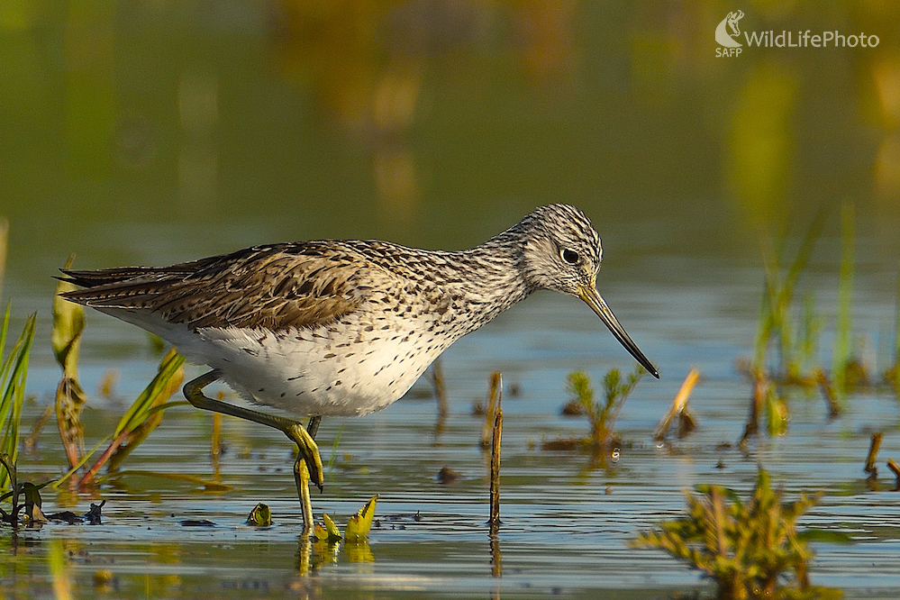 Kalužiak sivý  /Tringa nebularia/ (Vladimír Sabo)