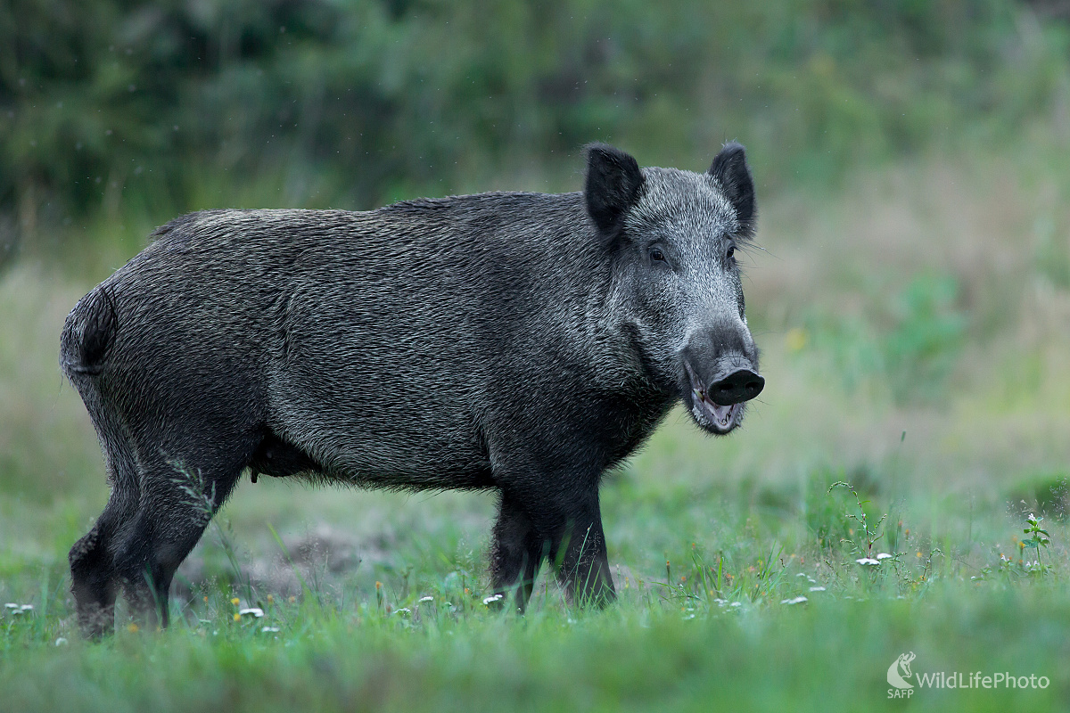 Podvečerná diviačica (Ladislav Dzivjak)