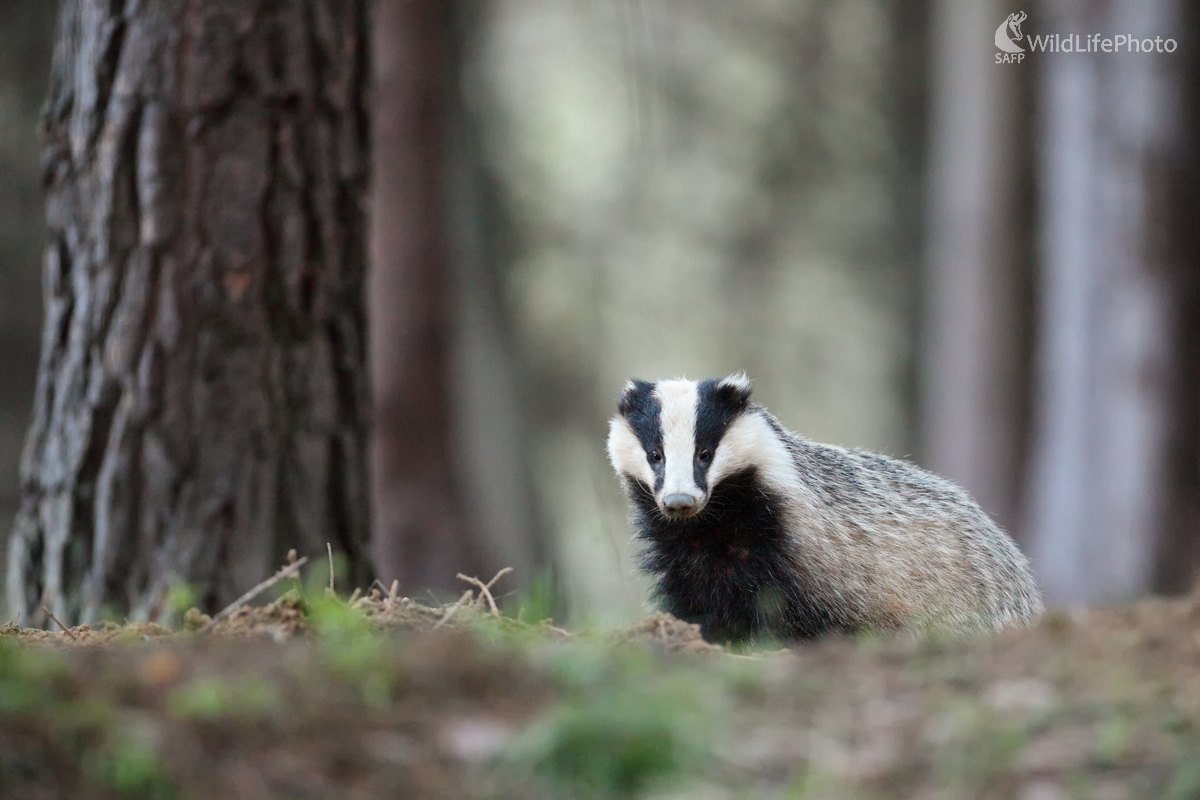 Jazvec lesný (Michal Stoklasa)