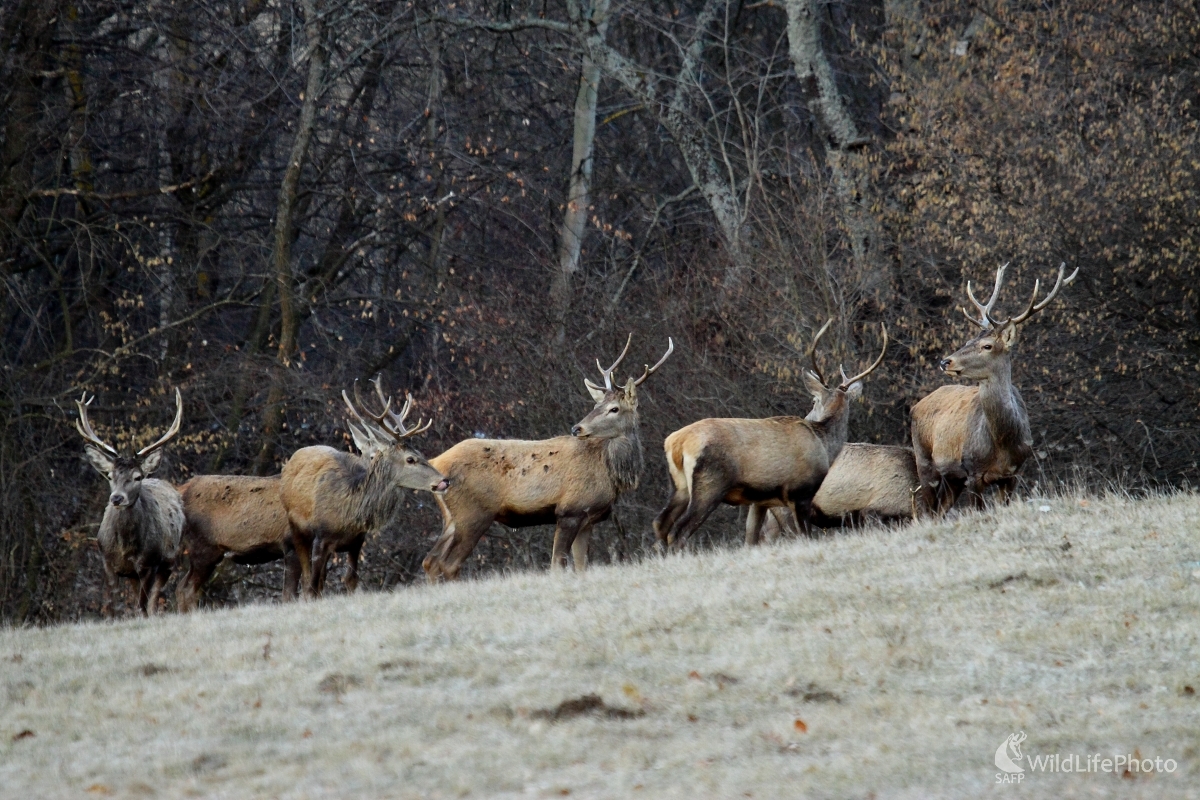 Prvá tráva (Vladimír Vician)