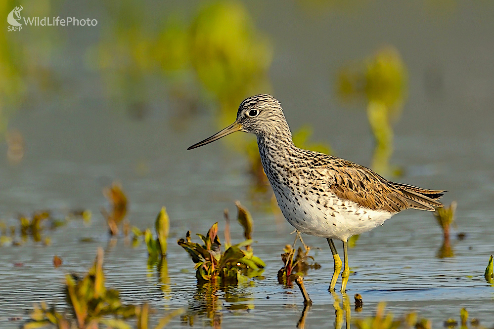 V rannom slnku... (Vladimír Sabo)