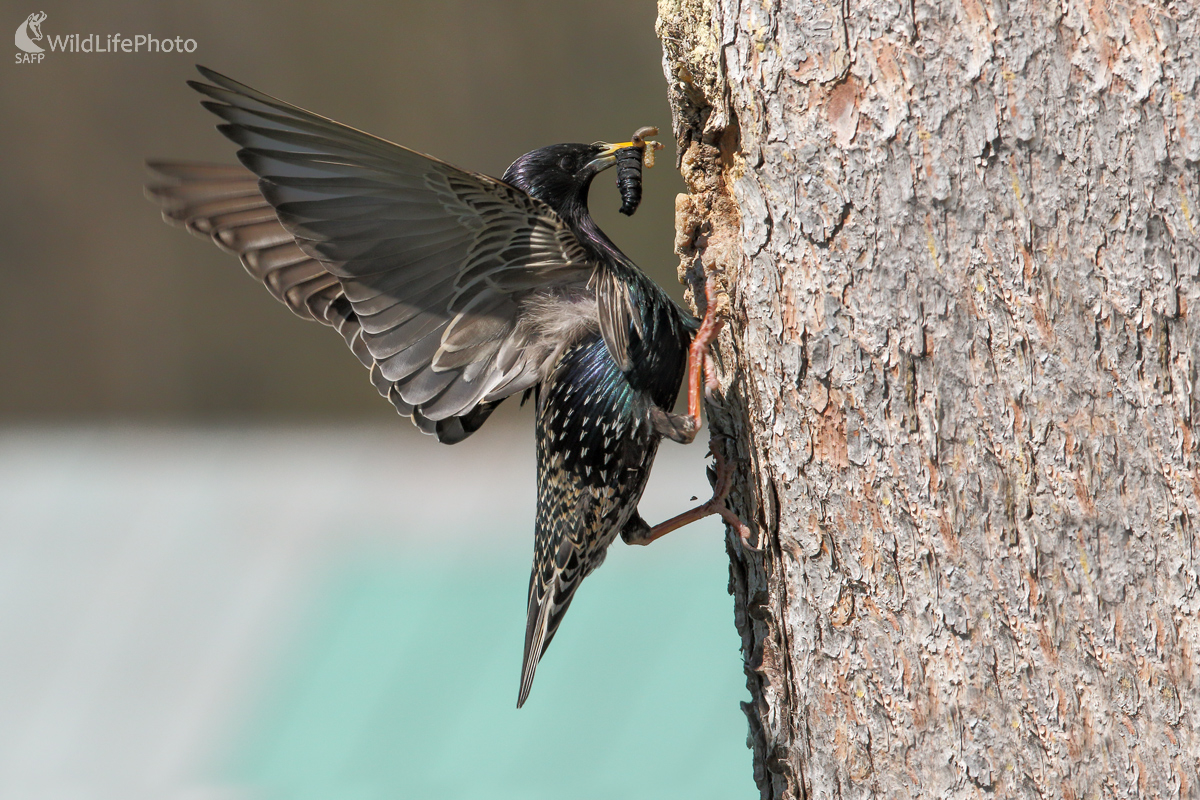 Škorec obyčajný (Michal Stoklasa)