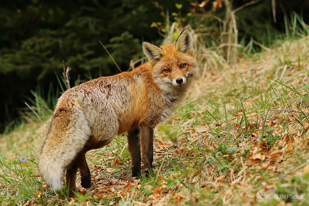 Líška hrdzavá (Peter Jurík)