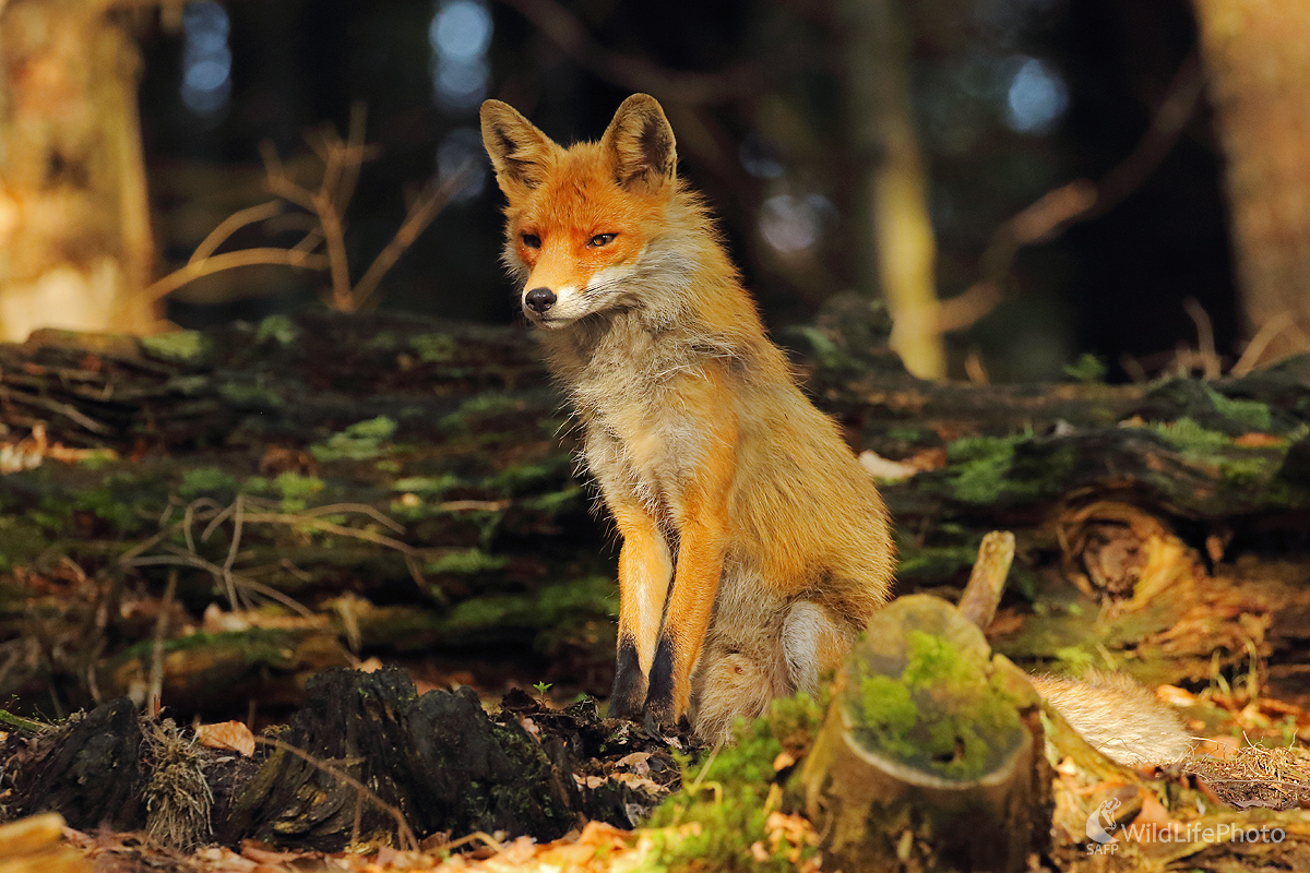 Lišiačik (Peter Jurík)