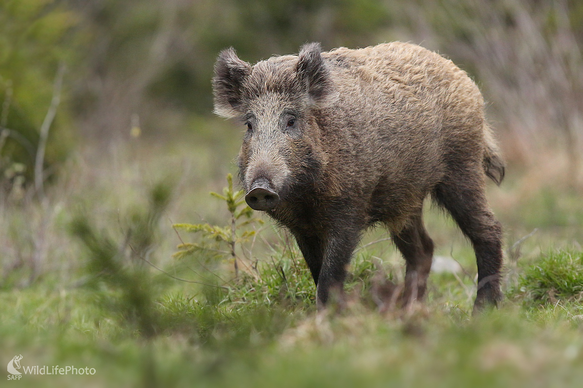 Diviak lesný (Dominik Kalata)