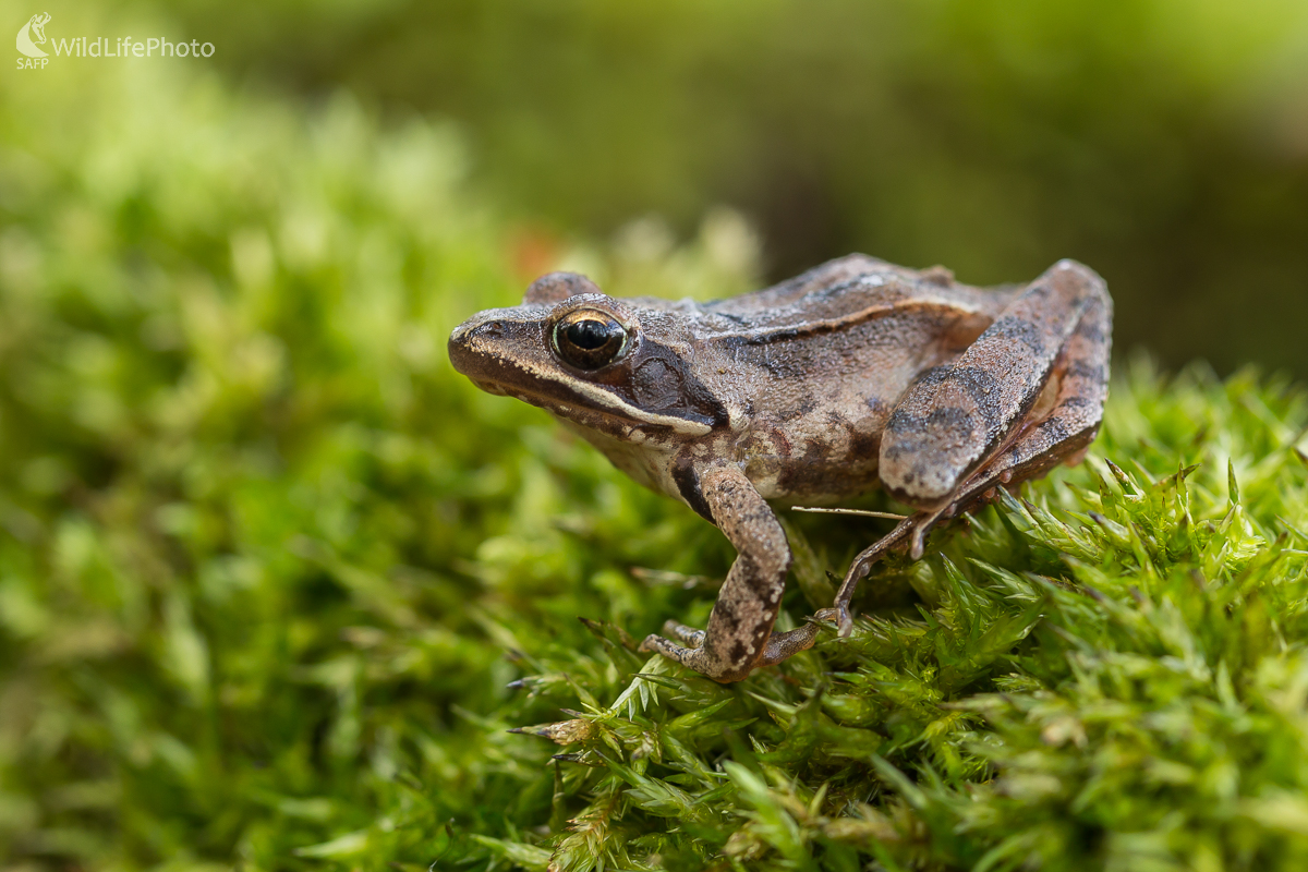 Skokan štíhly ( Rana dalmatina) (Jaroslav Praženka)