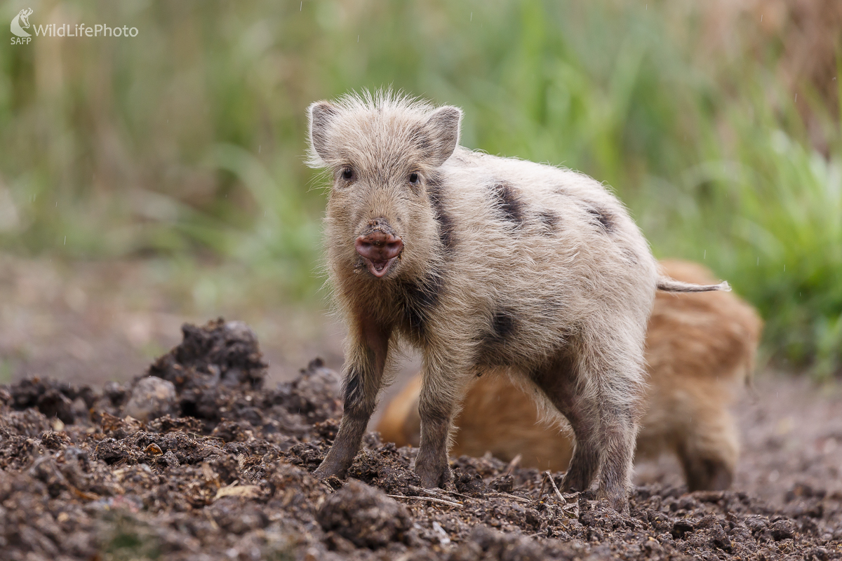 Diviak lesný (Sus scrofa) (Jaroslav Praženka)