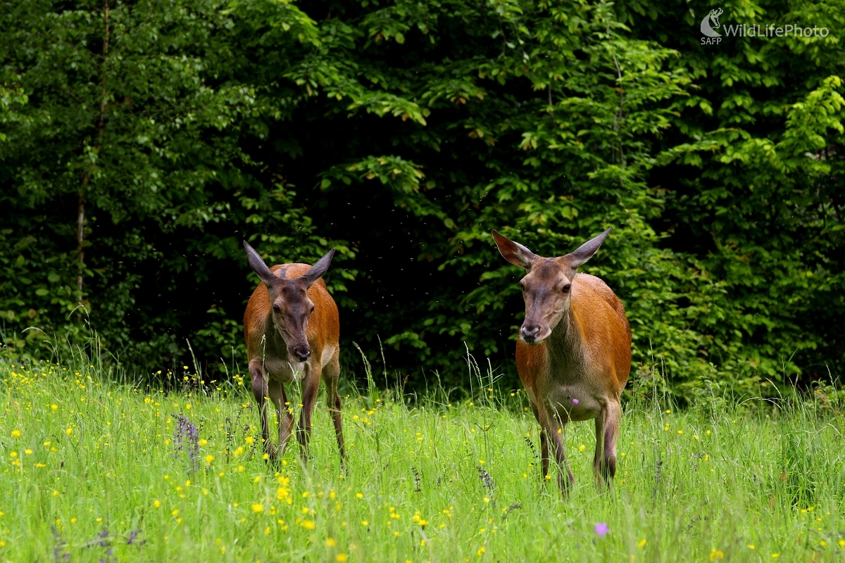 Jelenice (Vladimír Vician)