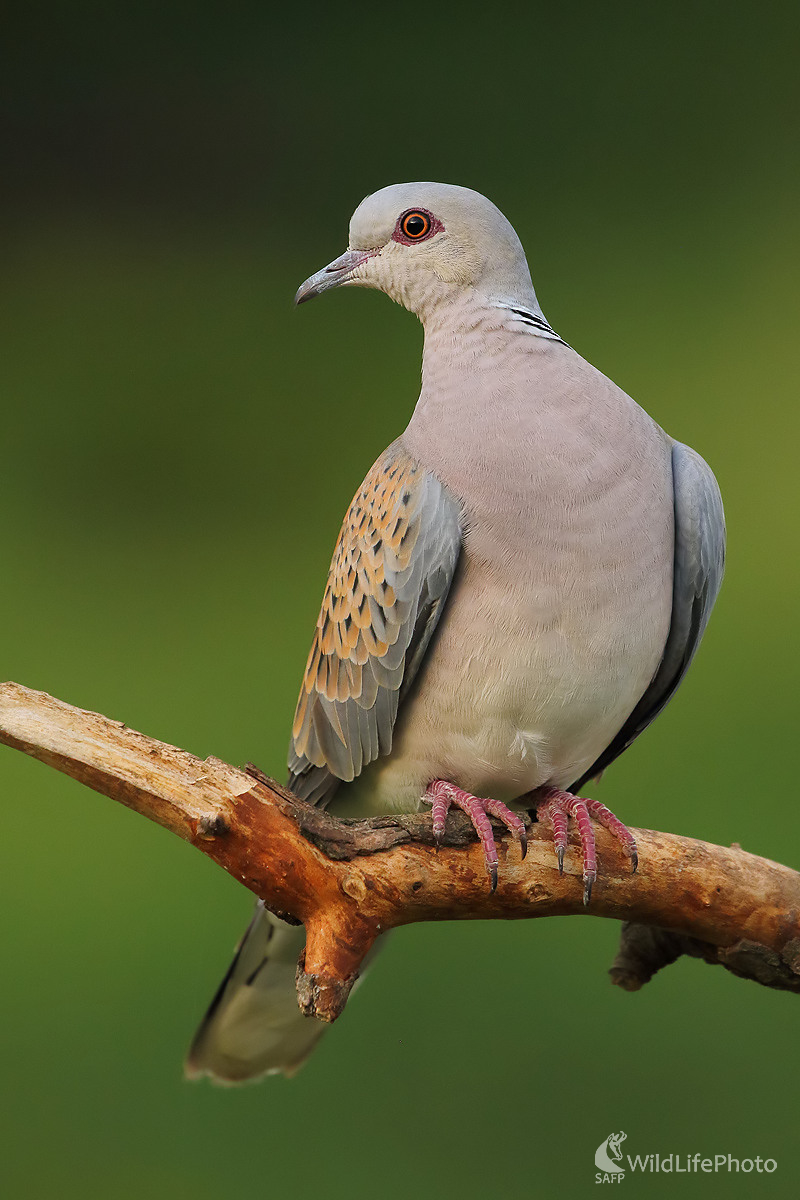 Hrdlička poľná (Peter Jurík)
