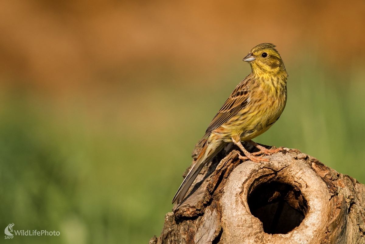 Podvečerná (Ľubomír Ondráško)
