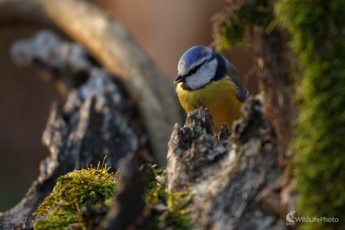 sýkorka belasá (Parus caeruleus) (Jaroslav Praženka)