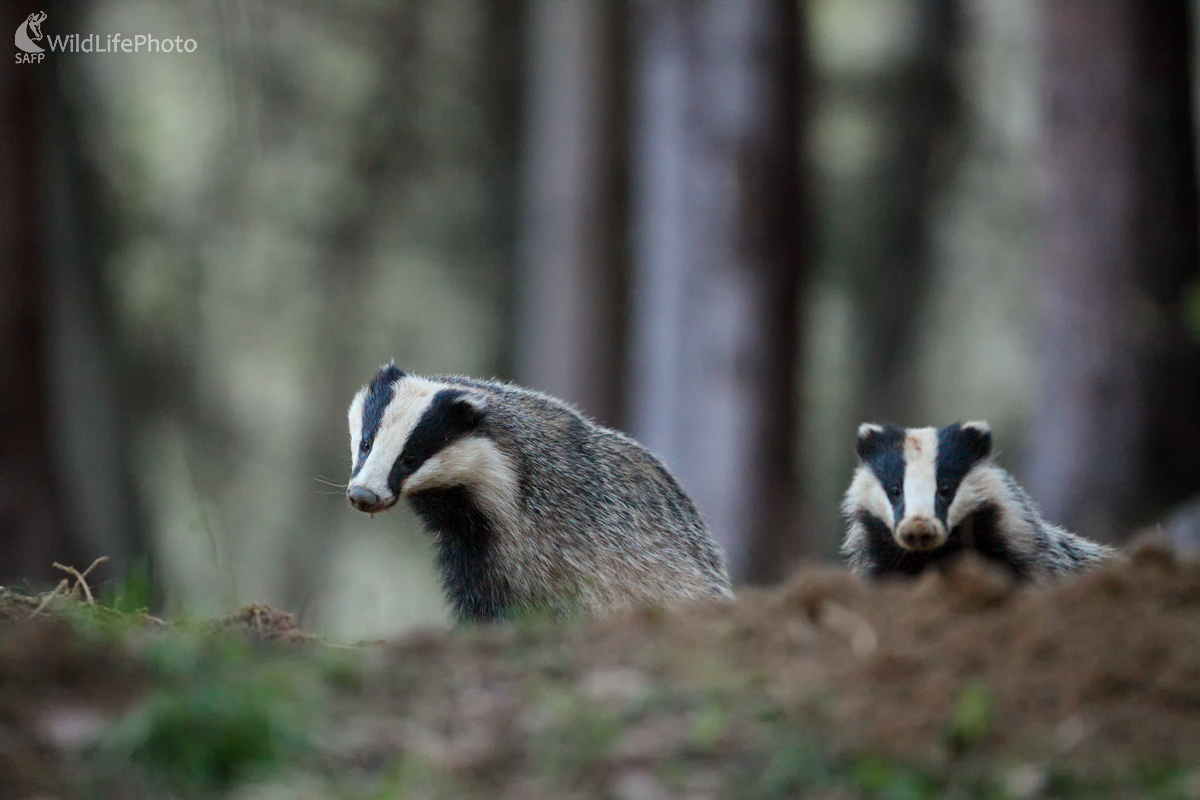 Jazvec lesný (Michal Stoklasa)