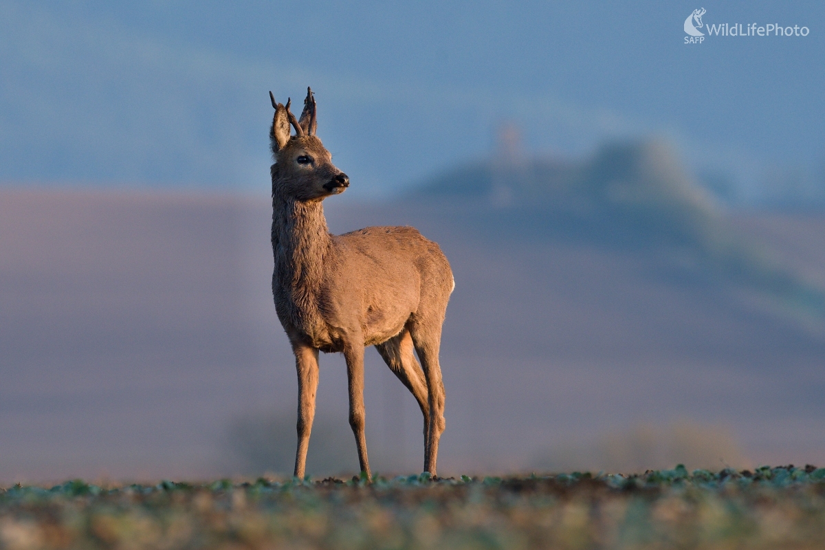 Ráno na poliach (František Hromada)