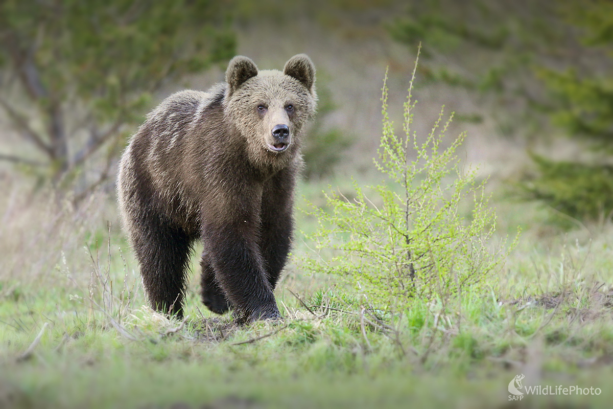 Medveď hnedý (Dominik Kalata)