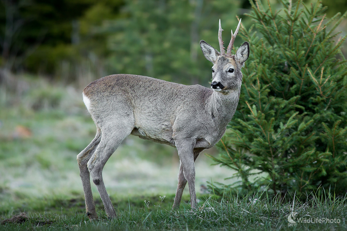Srnec čo vychádza za šera (Ladislav Dzivjak)