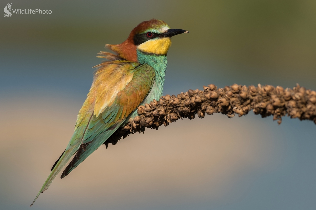 Včelárik (Ľubomír Ondráško)