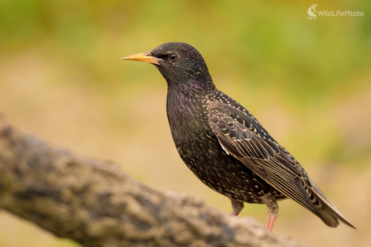 Špak (Ľubomír Ondráško)