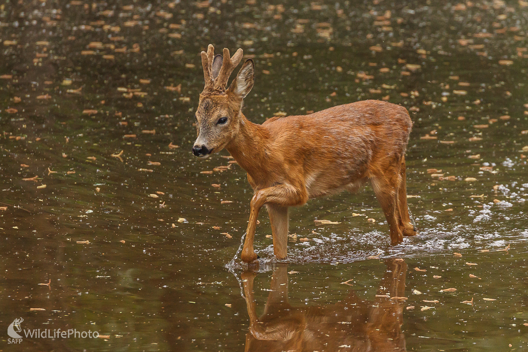 Srnec lesný (Capreolus capreolus) (Jaroslav Praženka)