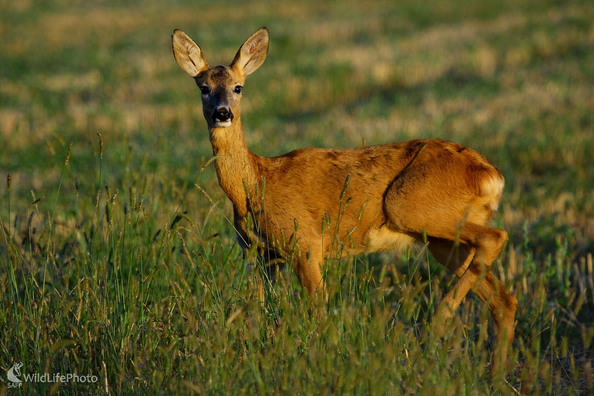 Srna (Vladimír Vician)