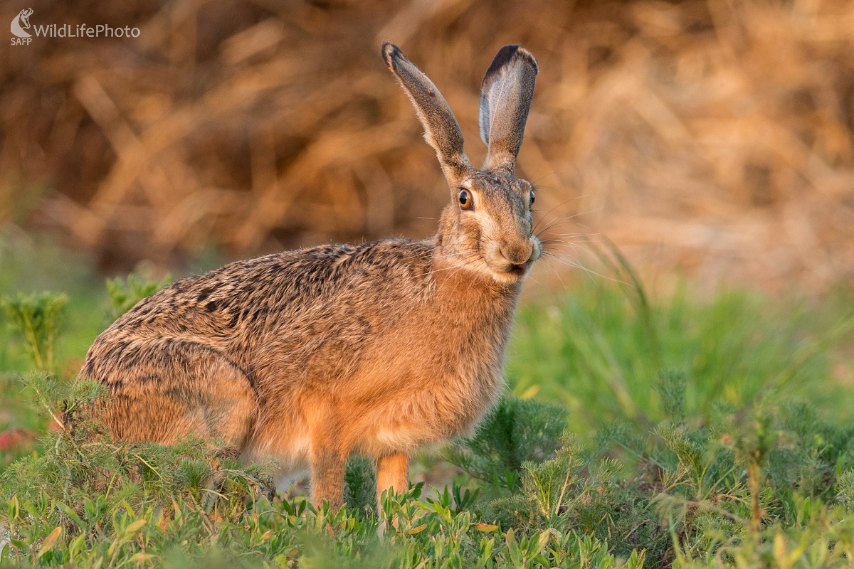 Zajko v posledných lúčoch (Ľubomír Ondráško)