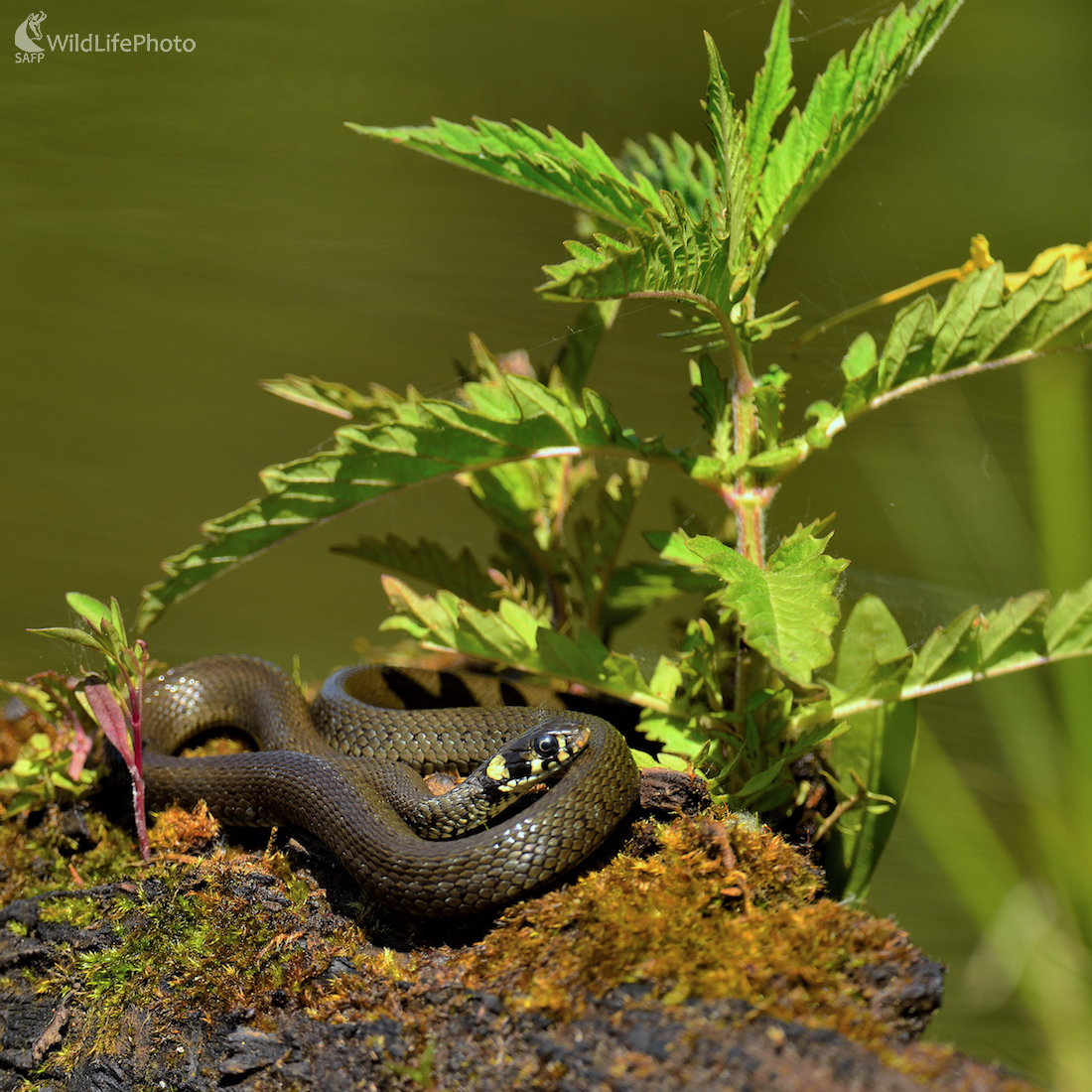 Užovka obojková (Vladimír Sabo)