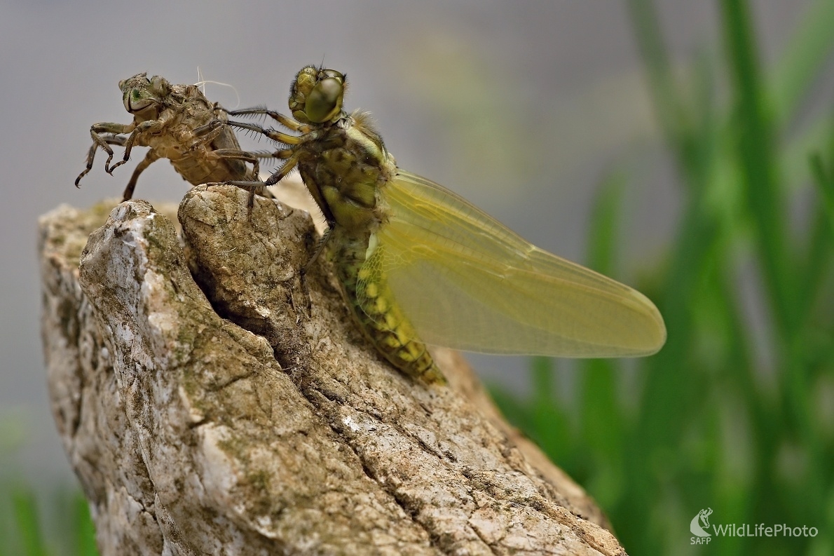 Práve vyliahnutá (Maroš Detko)