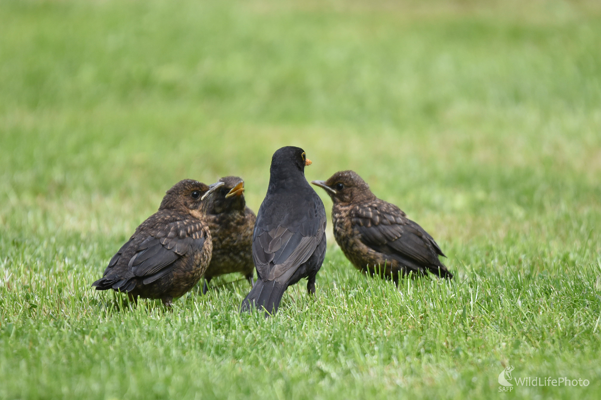 A teraz počúvajte: Kde bolo, tam bolo... (Milan Čierny)