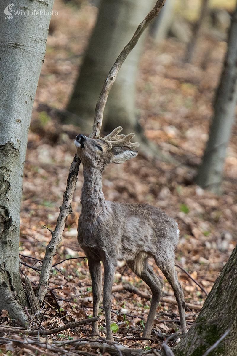 Značkovanie teritória (Martin Vondra)