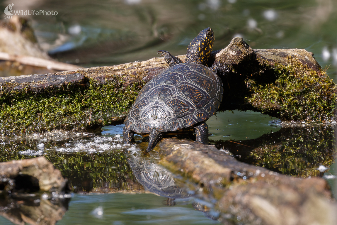 Korytnačka močiarna (Emys orbicularis) (Jaroslav Praženka)