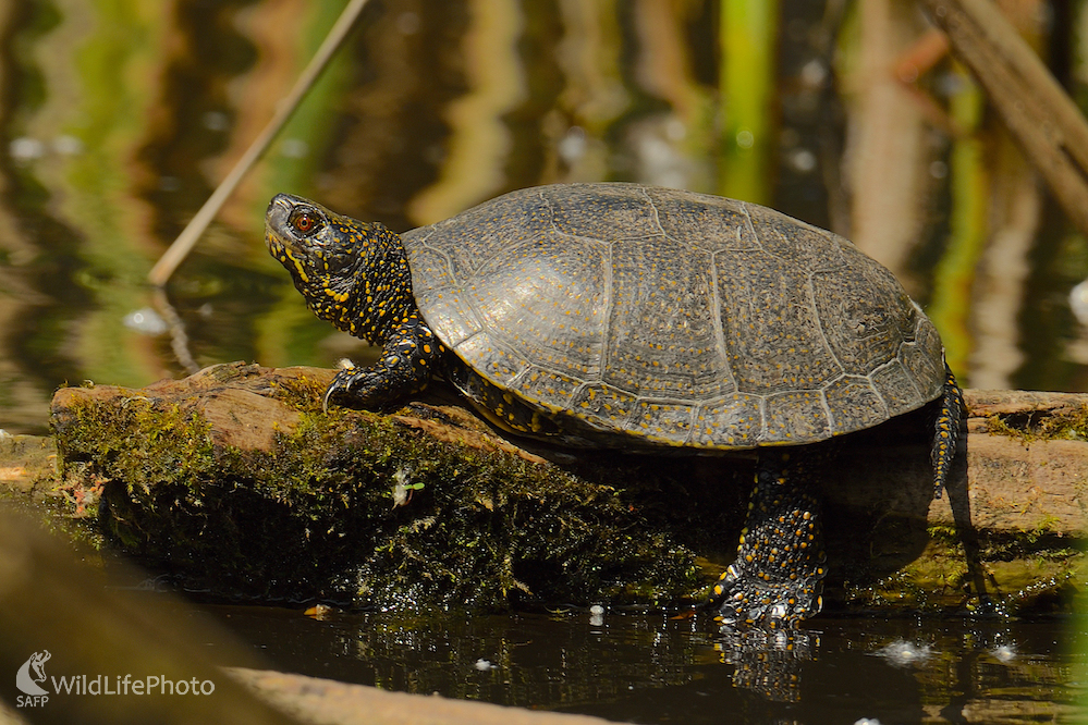 Stará pani... (Vladimír Sabo)