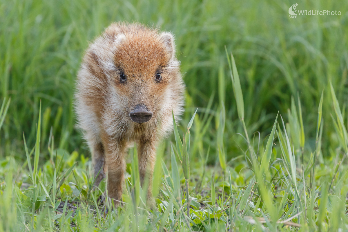 diviak lesný (Sus scrofa) (Jaroslav Praženka)