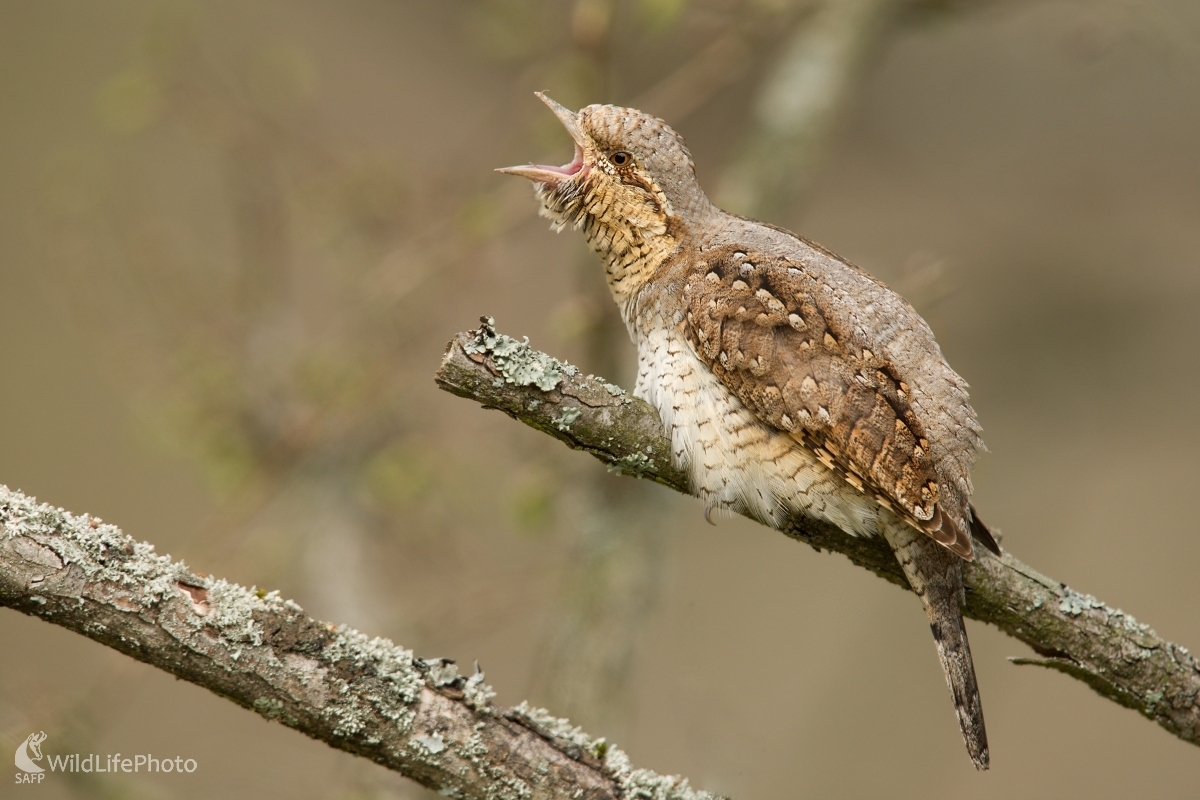 ...bez zvuku... (František Hromada)
