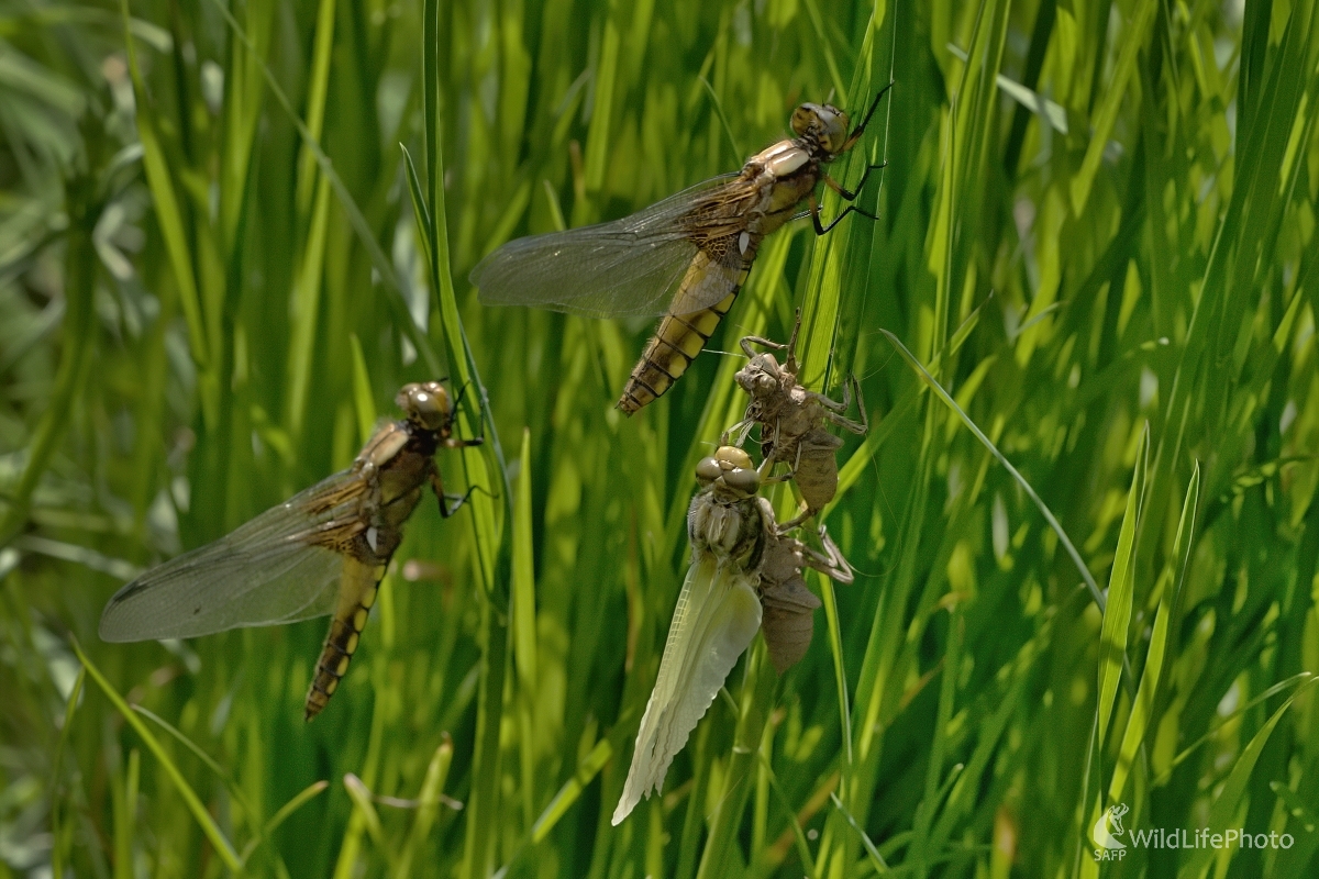 Teraz vyliahnutá (Maroš Detko)