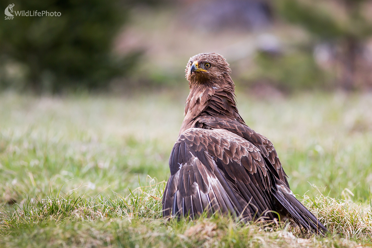 Kriklúnik (Ladislav Dzivjak)