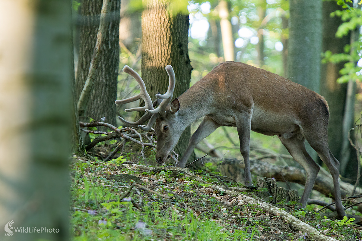 Jeleň v lyku (Martin Vondra)
